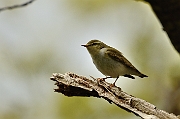 Wood warbler